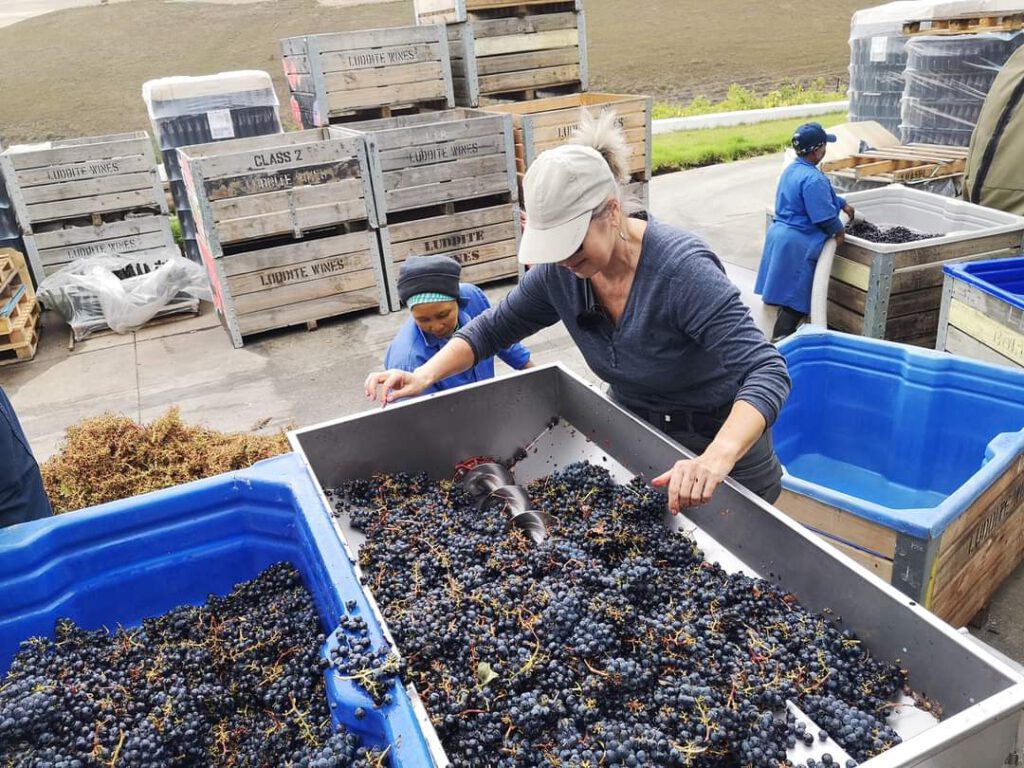 Destemming Shiraz at Luddite Wines